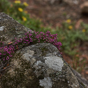 A COOPERATIVA ECOOO COMPRA UNHA ALDEA DESHABITADA EN SOBER PARA RECONVERTELA NUN ESPAZO DE FORMACIÓN CON ALOXAMENTO RURAL