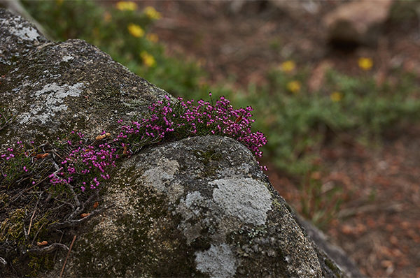 A COOPERATIVA ECOOO COMPRA UNHA ALDEA DESHABITADA EN SOBER PARA RECONVERTELA NUN ESPAZO DE FORMACIÓN CON ALOXAMENTO RURAL