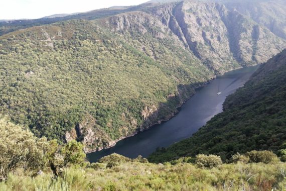 Eucalipto do Médico